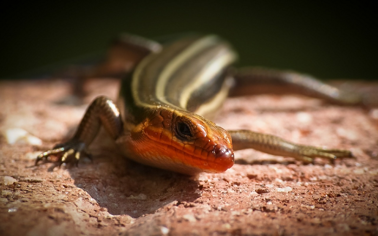 Rhode Island’s not big, but now it can brag a lizard (maybe)