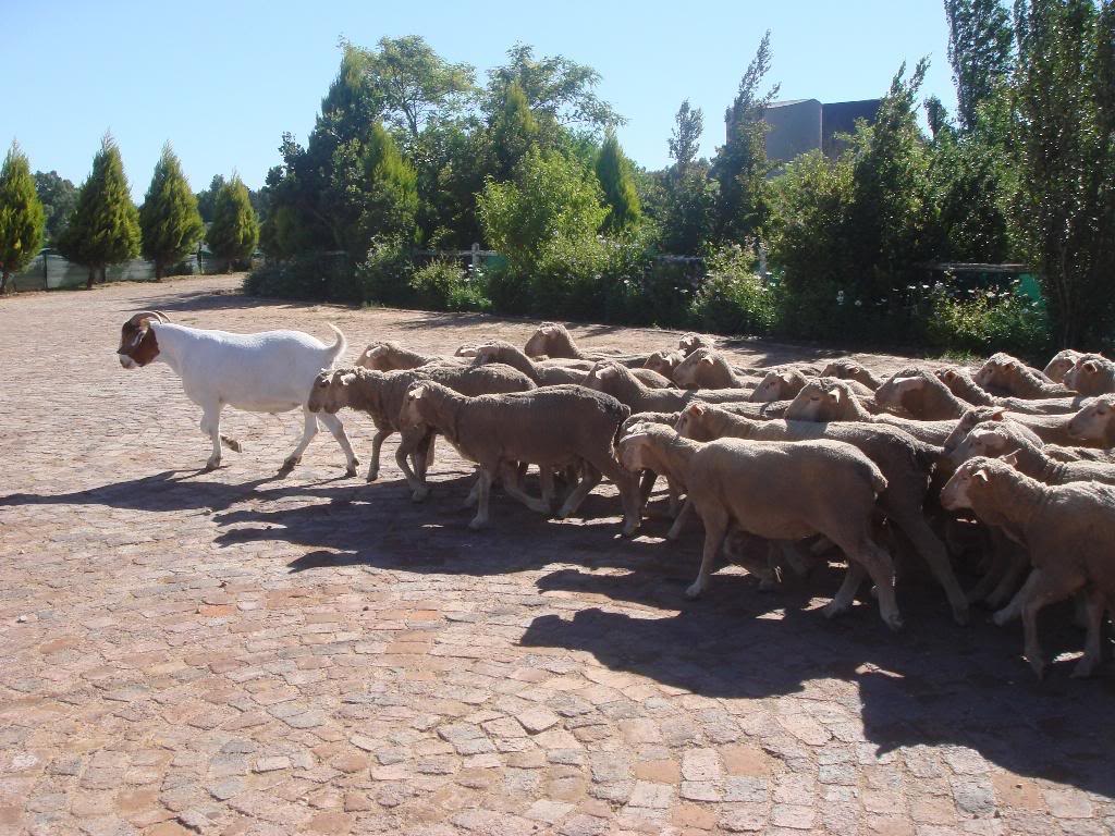 Rhode Islanders face the 8th highest tax burden in the U.S., and the sheep wonder why there are no jobs